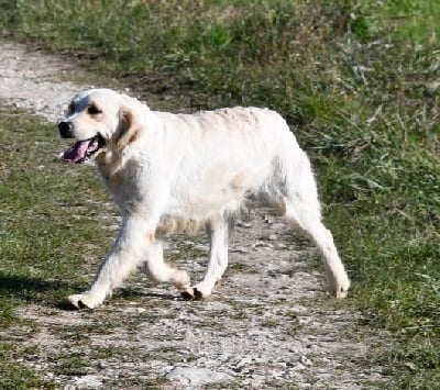 Étalon Golden Retriever - Pastel Des Collines D'Evereven