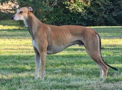 Étalon Greyhound - Potiron Des dames du lac