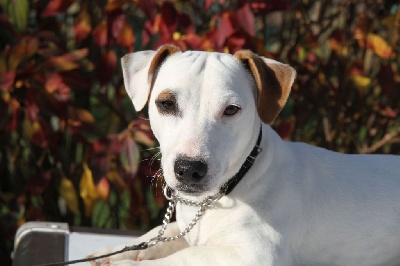 Étalon Jack Russell Terrier - Sweet dream Du Domaine Des Pattes Dorées
