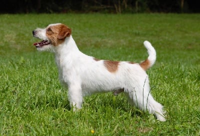 Étalon Jack Russell Terrier - lovely orange Show must go on