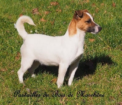Étalon Jack Russell Terrier - Pastailles du bois de Morchène