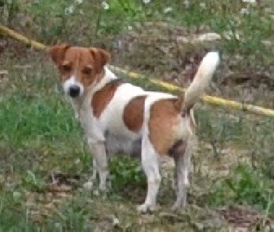 Étalon Jack Russell Terrier - Romy De la plaine des oliviers