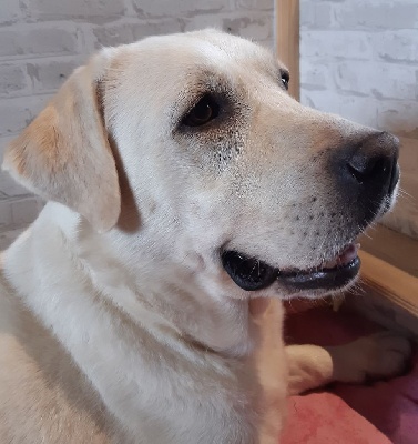 Étalon Labrador Retriever - Ouzco de la garenne aux eglantines