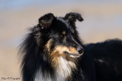 Étalon Shetland Sheepdog - Rozenn des Bordes Rouges