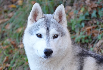 Étalon Siberian Husky - Lord octavius of Arctic Wolf Dream 