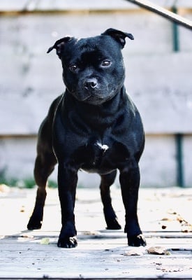 Étalon Staffordshire Bull Terrier - Waywardstaff Original dark spell - top stud 22}