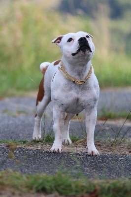 Étalon Staffordshire Bull Terrier - My baby love staffieandyorkie