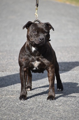 Étalon Staffordshire Bull Terrier - Powerful brindle daemon du Royaume Du Nanny Dog