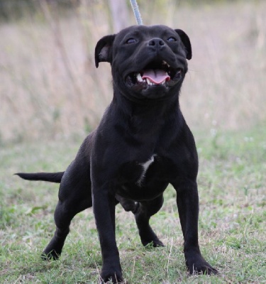 Étalon Staffordshire Bull Terrier - Raven black Of The Warriors Red Skins