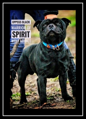 Étalon Staffordshire Bull Terrier - Oppsss black warrior of Spirit Wolf Addict