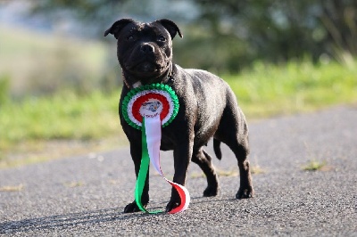 Étalon Staffordshire Bull Terrier - Rad-jah black happy demon of Spirit Wolf Addict