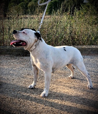 Étalon Staffordshire Bull Terrier - Reevolution by ed aka nagato de Fambuena Didaho