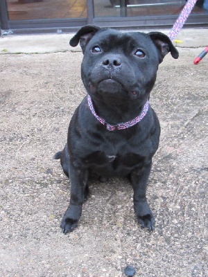 Étalon Staffordshire Bull Terrier - Prisca De La Griffe De Sheisma
