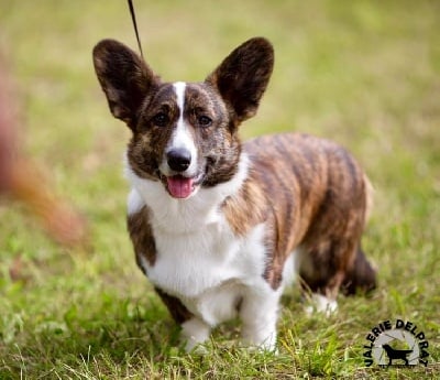 Étalon Welsh Corgi Cardigan - chris team Subtelna chwila dite dodge