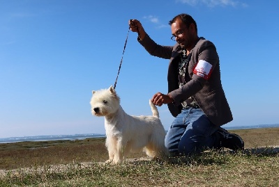 Étalon West Highland White Terrier - Reglisse jequirity des O'Connelli