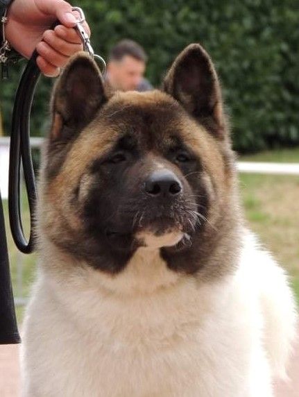 Les Akita americain de l'affixe   Da vila morena