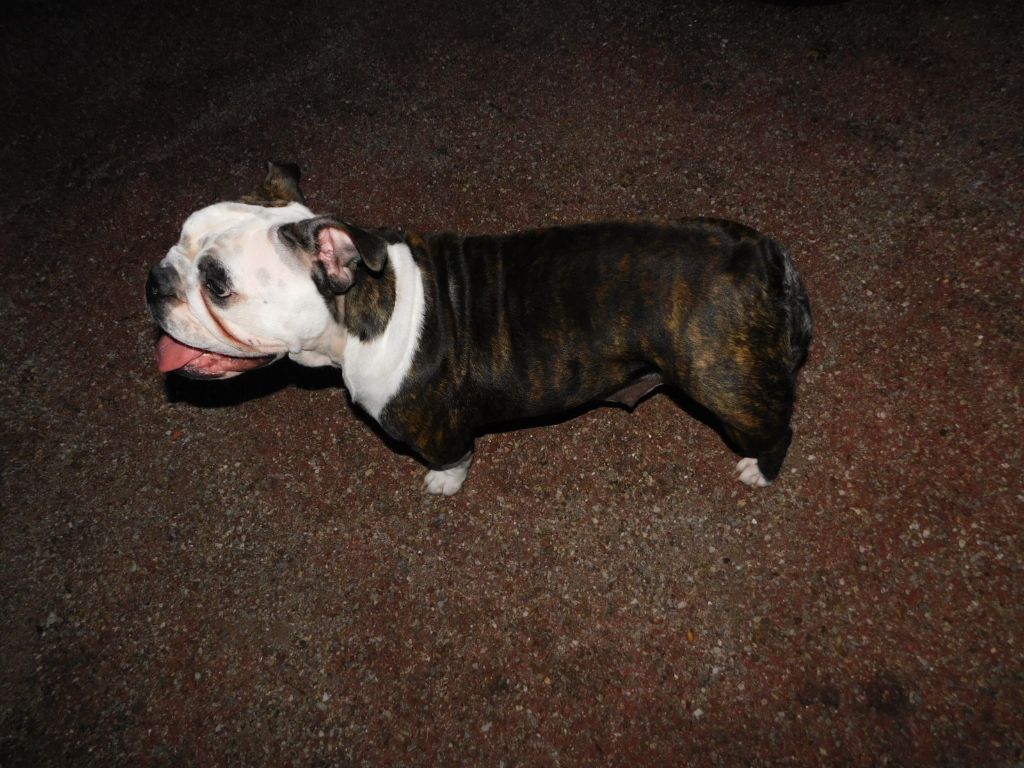 Les Bulldog Anglais de l'affixe   Du Jardin Des Amis Bouledogues