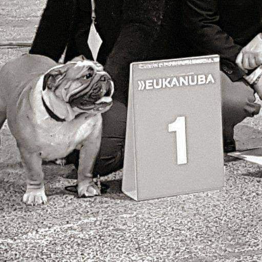 Les Bulldog Anglais de l'affixe   North Mans
