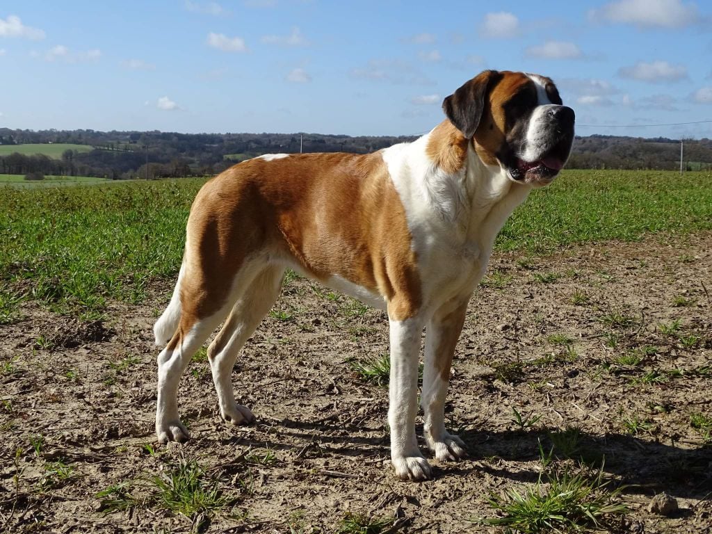 Les Chien du Saint-Bernard de l'affixe   Star Of Eemona