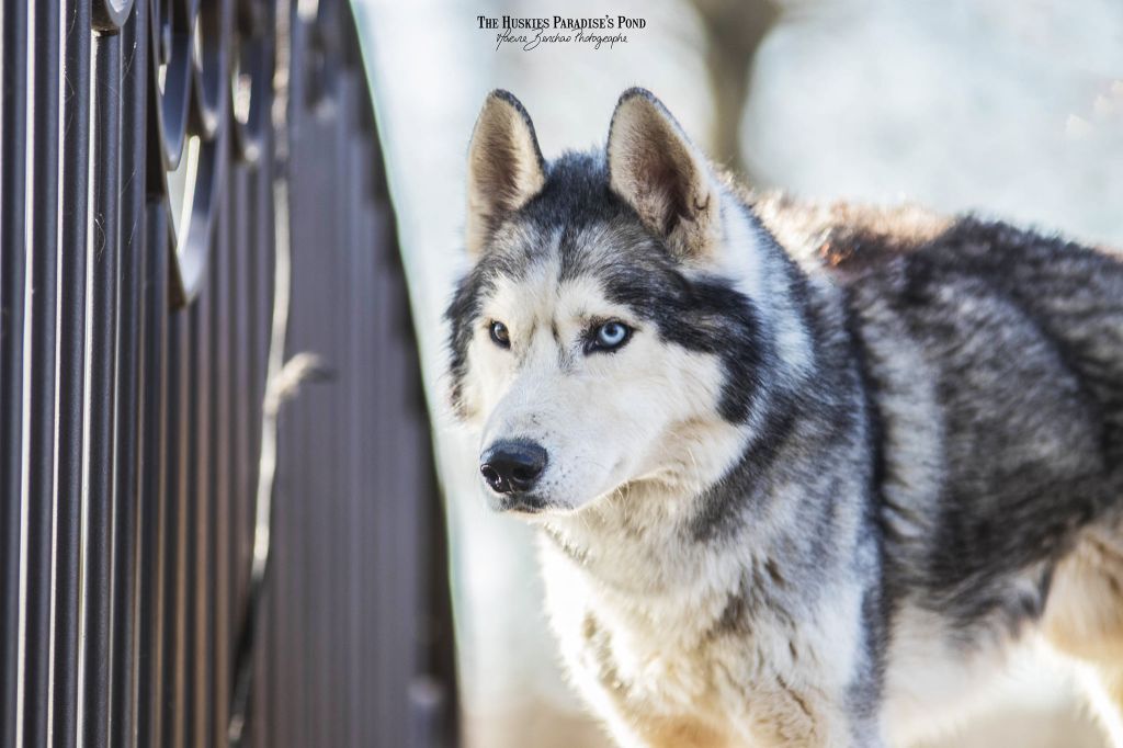 Publication : Of The Huskies Paradise Pond  Auteur : Marine B - Photographe