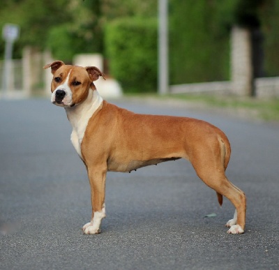 Étalon American Staffordshire Terrier - Lady diana of cedar valley