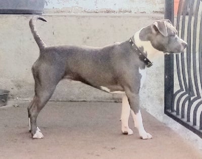Étalon American Staffordshire Terrier - Phorwood Blue Warrior