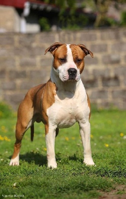 Étalon American Staffordshire Terrier - CH. Master royal montenegro balkan staff