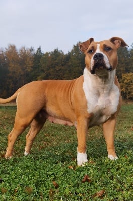 Étalon American Staffordshire Terrier - Oasis (nova) (Sans Affixe)