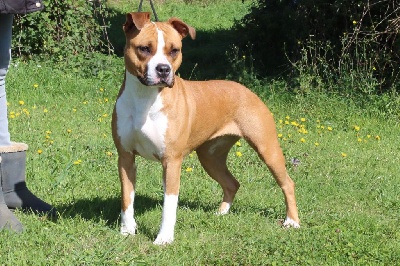 Étalon American Staffordshire Terrier - Pink lady By Gold Black Mountain