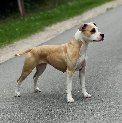 Étalon American Staffordshire Terrier - Naya Of Iss Arena