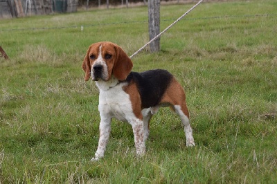 Étalon Beagle - Rupert du Mont d'Ancre