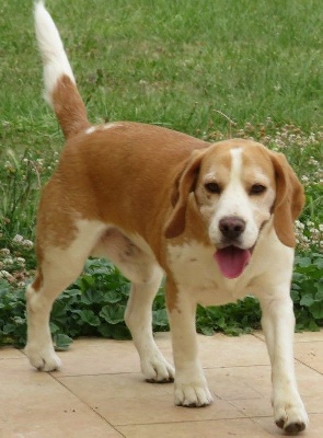 Étalon Beagle - Luxor (Sans Affixe)