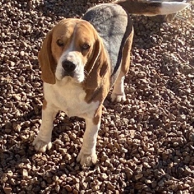 Étalon Beagle - Pogo De La Magie De L'Argoat