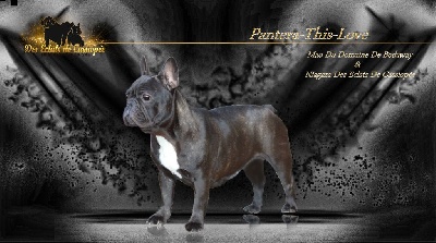 Étalon Bouledogue français - Pantera-this-love (Sans Affixe)