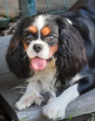 Étalon Cavalier King Charles Spaniel - Raven de la Lande du Médoc