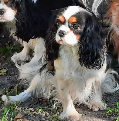 Étalon Cavalier King Charles Spaniel - Reine dite crevette de la Lande du Médoc