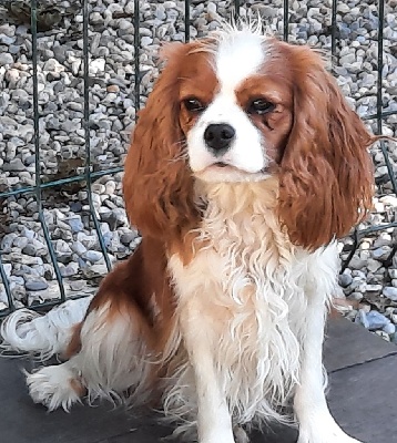 Étalon Cavalier King Charles Spaniel - R mine de la Lande du Médoc