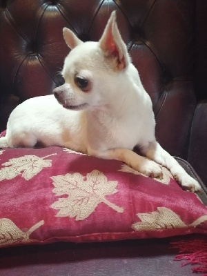 Étalon Chihuahua - Idole (Sans Affixe)