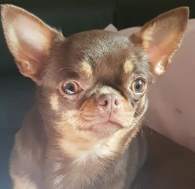 Étalon Chihuahua - Odelice Des Merveilles Du Tilleul