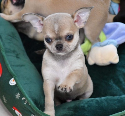 Étalon Chihuahua - Riggs des Mille et une Patte
