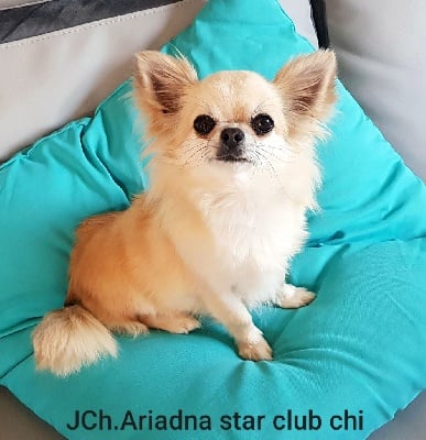 Étalon Chihuahua - CH. Ariadna star club chi
