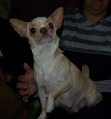 Étalon Chihuahua - Roxane (Sans Affixe)