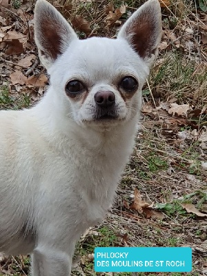 Étalon Chihuahua - Phlocky Des Moulins De St Roch