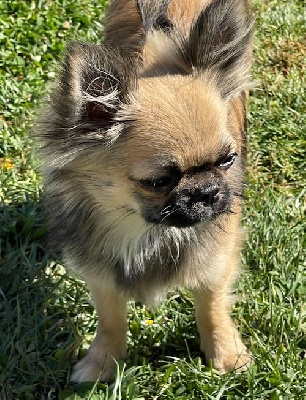 Étalon Chihuahua - Astra vitus Pigmy