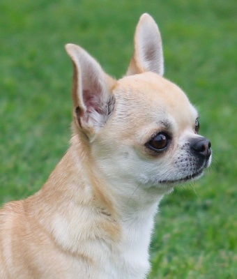Étalon Chihuahua - Number one du Domaine San Sébastian