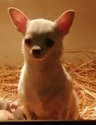 Étalon Chihuahua - Phenix (Sans Affixe)