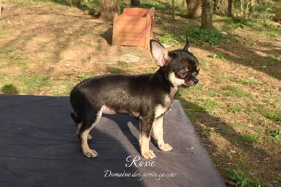 Étalon Chihuahua - Roxie Du Domaine Des Petits Gazons