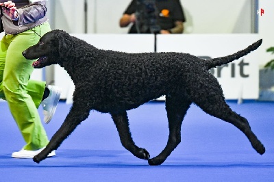 Étalon Curly Coated Retriever - CH. flairfor Down to the river