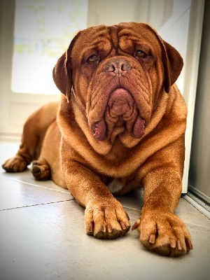 Étalon Dogue de Bordeaux - Rita lova De La Commanderie Des Molosses