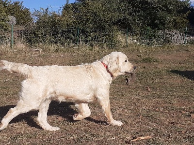 Étalon Golden Retriever - Rmione Du Vent Occitan